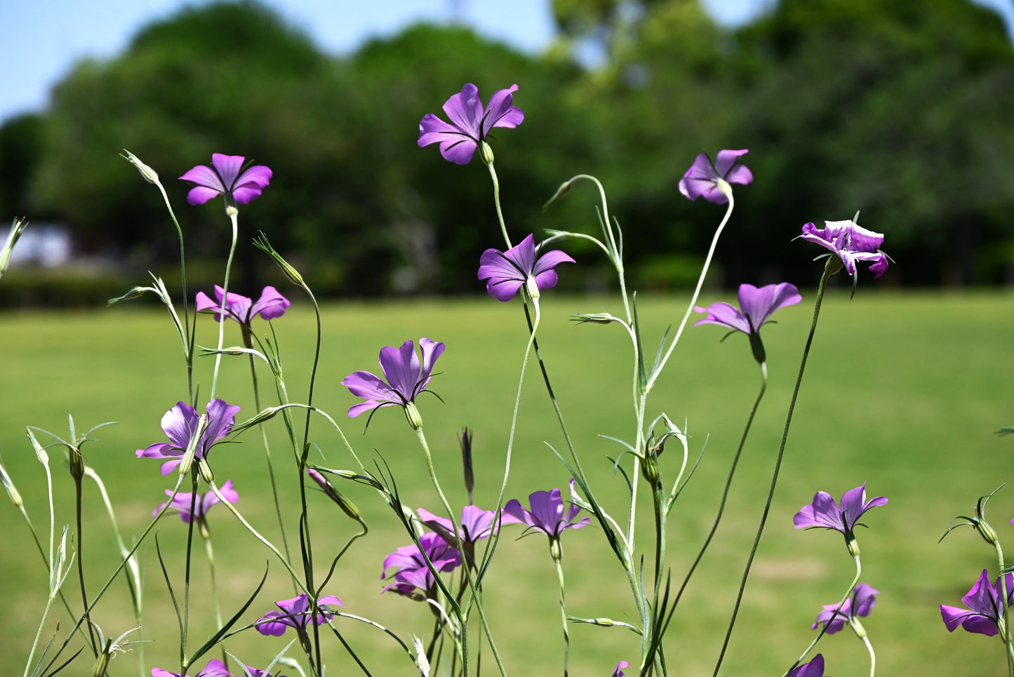 Wild Flower Corn Cockle Agrostemma githago Seeds