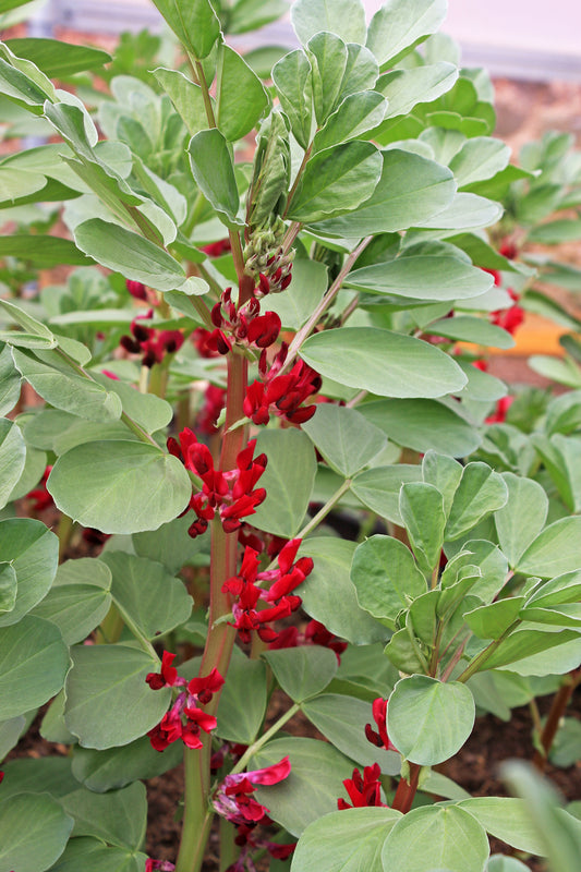 Robinsons Broad Bean Red Flower 25 Seeds