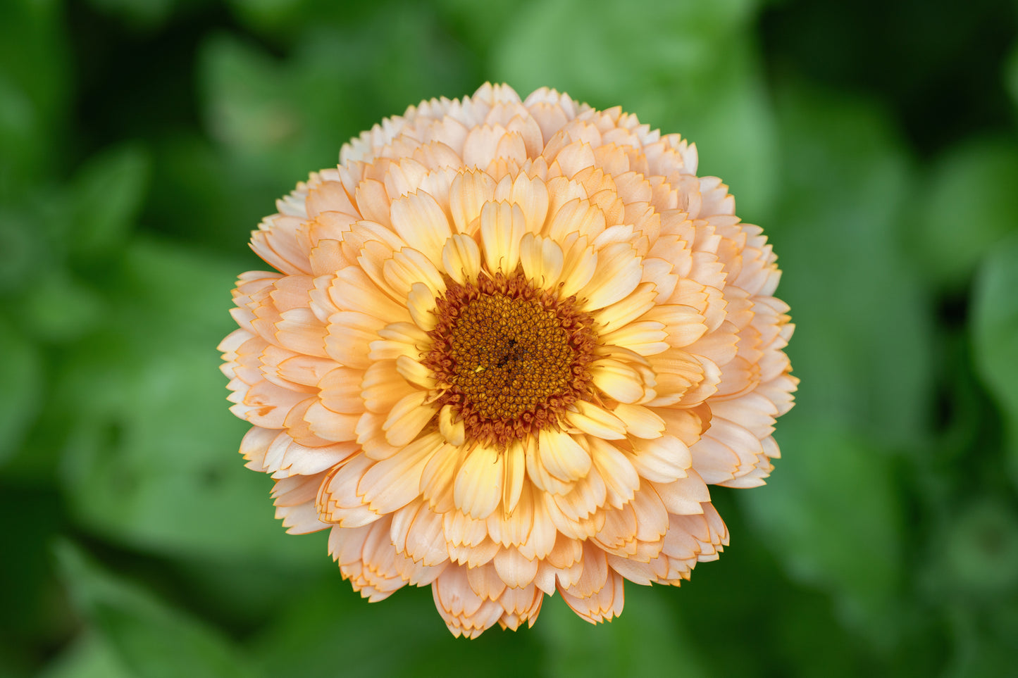 Calendula Buff Pygmy Seeds - Dwarf, Warm-Toned Blooms