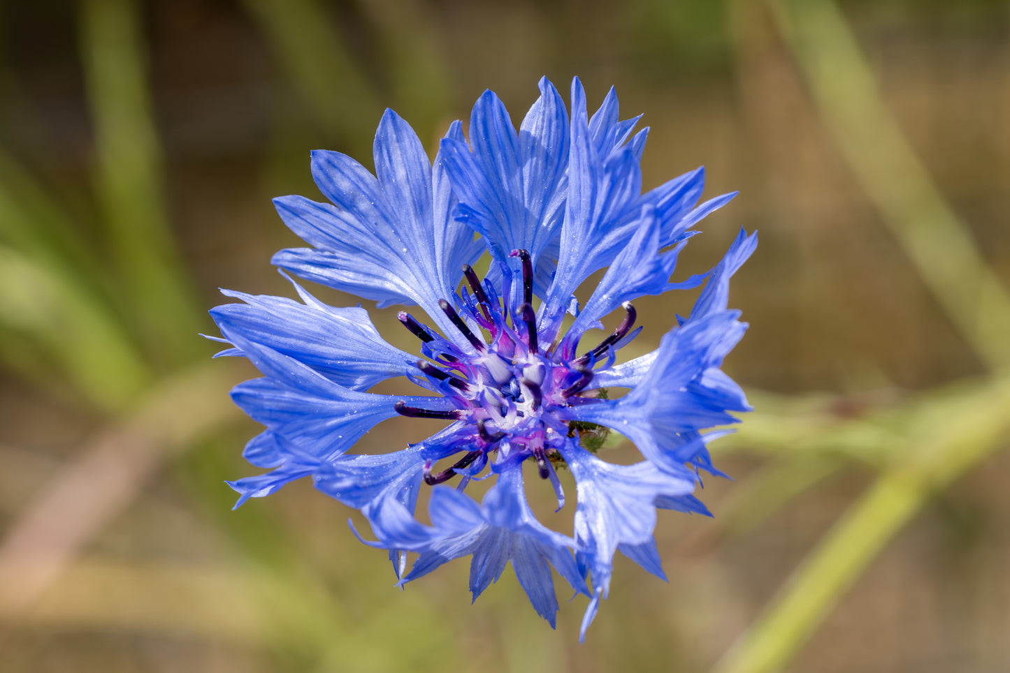 Wildflower Cornflower Centaurus cyanus Seeds