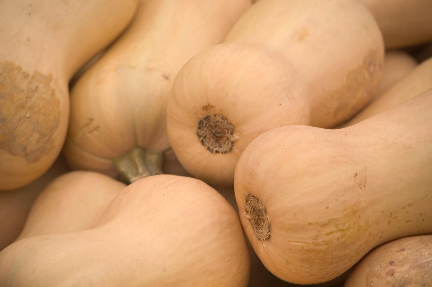 Butternut Squash Hunter F1 Seeds