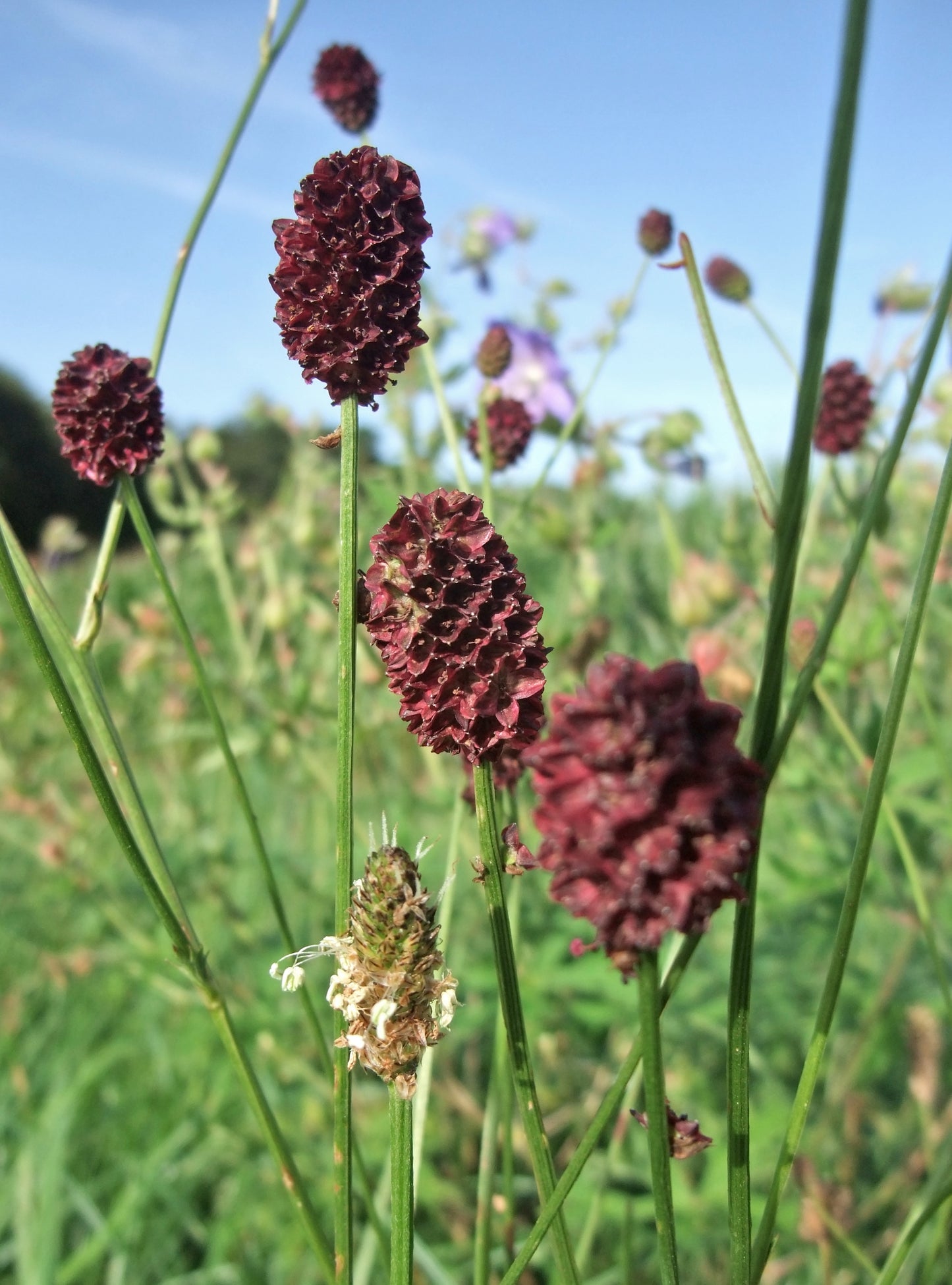 Great Burnet Sanguisorba officinalis Seeds