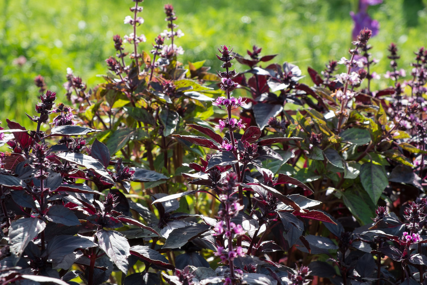 Suffolk Herbs Basil Purple 300 Seeds