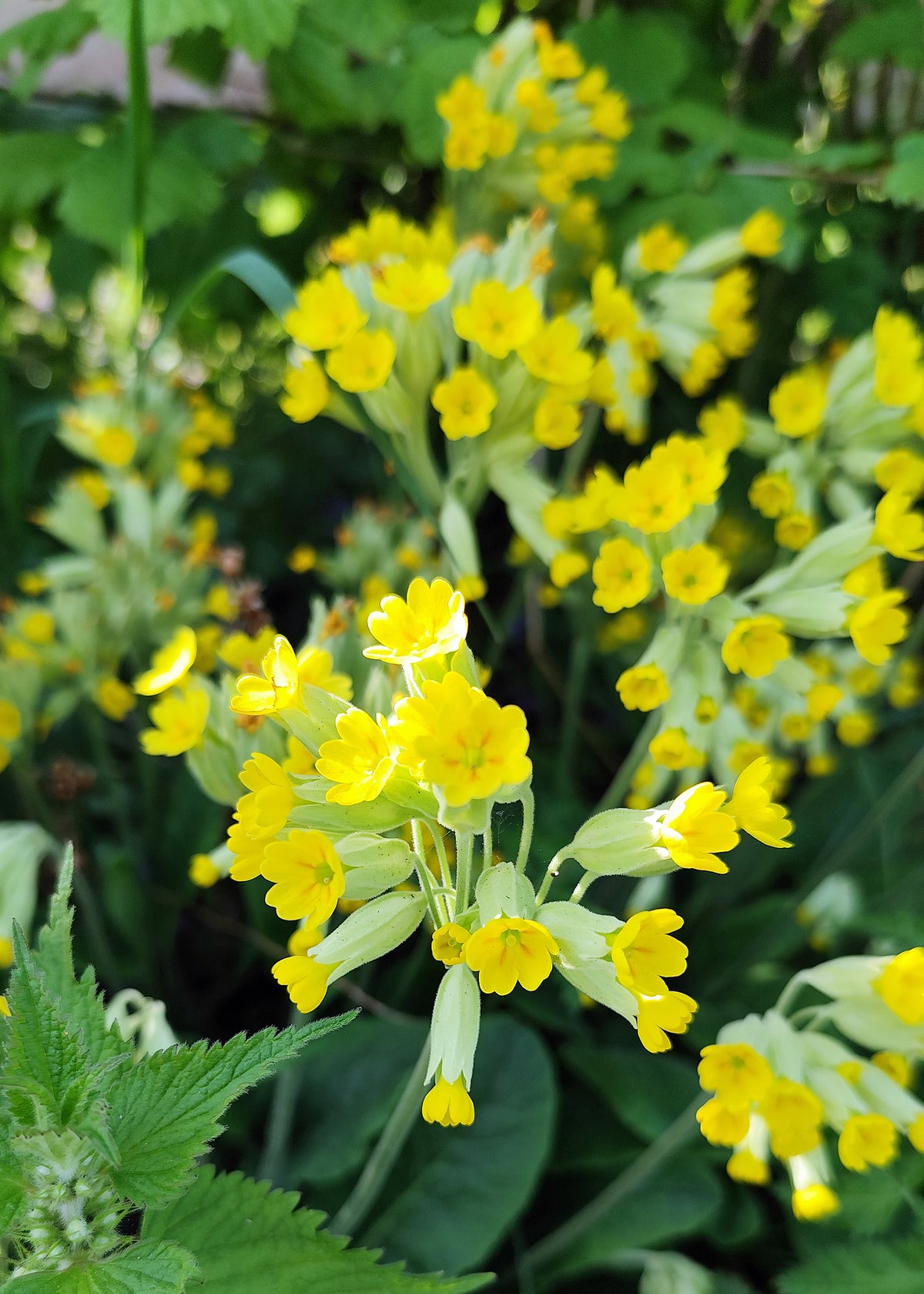 Primula veris - Hose in Hose Cowslip Seeds