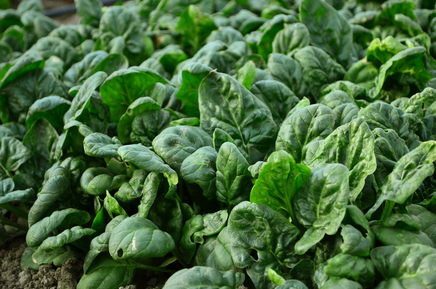 Suffolk Herbs Organic Spinach Giant Winter 200 Seeds