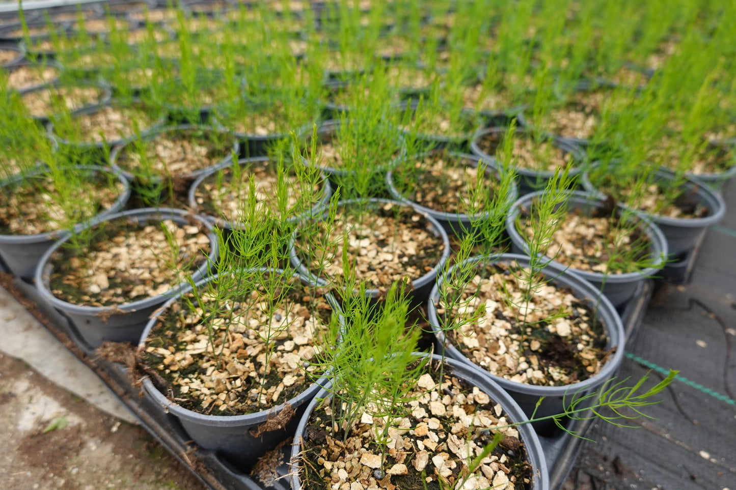 Asparagus – Ariane F1 Seeds | High-Yielding Slender Green Spears