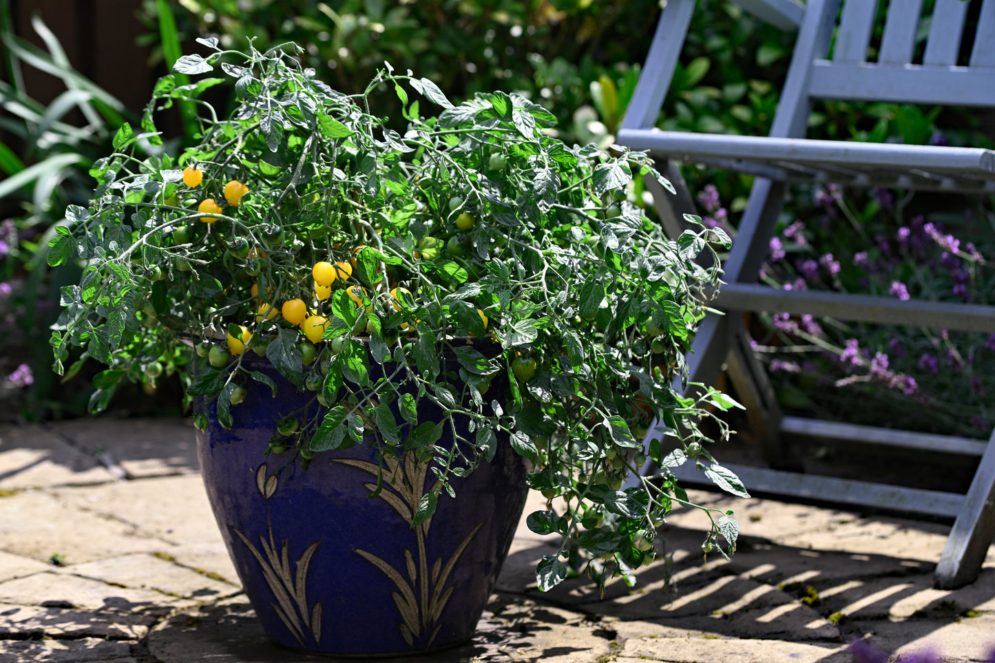Tomato Tumbling Tom Yellow Seeds