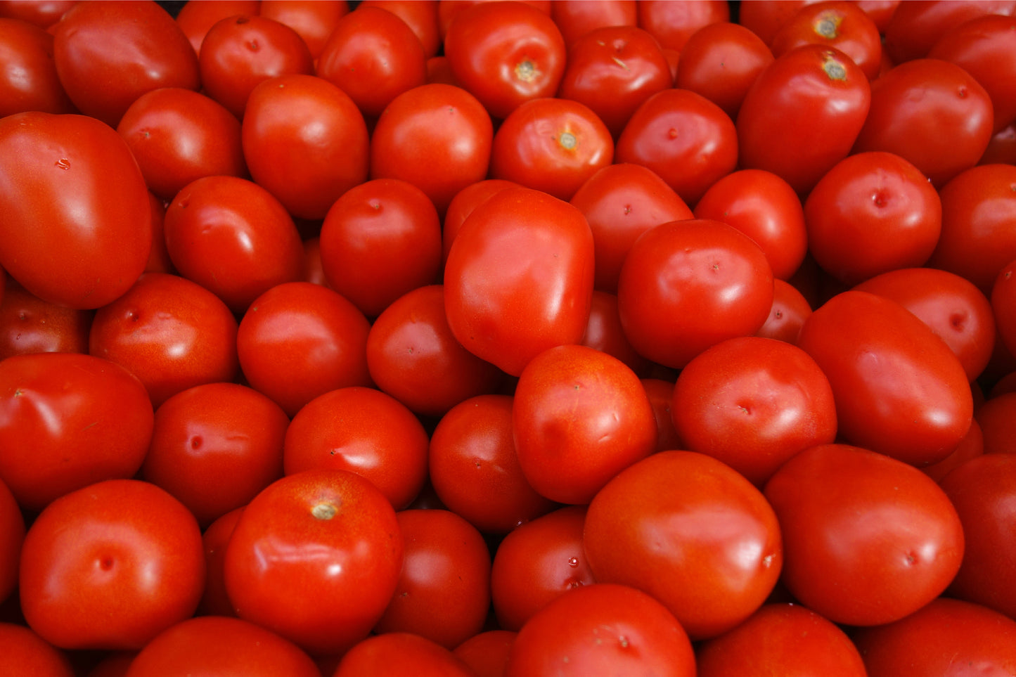 Tomato Roma Seeds – Classic Plum Tomato Variety