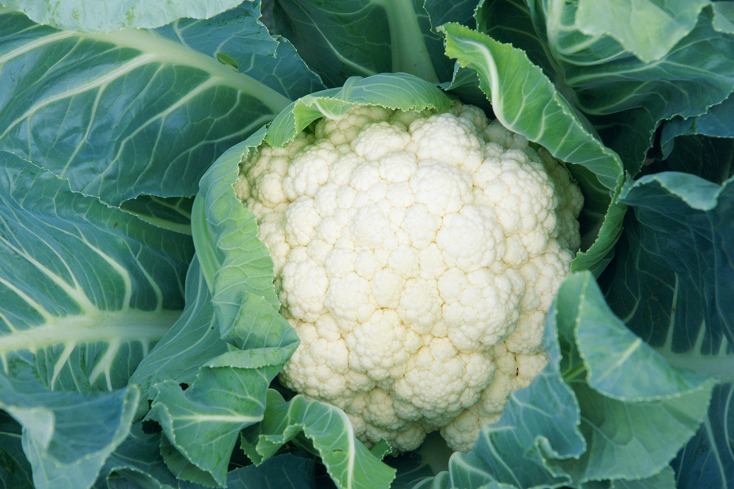 Robinsons Cauliflower Dok Elgon Seeds