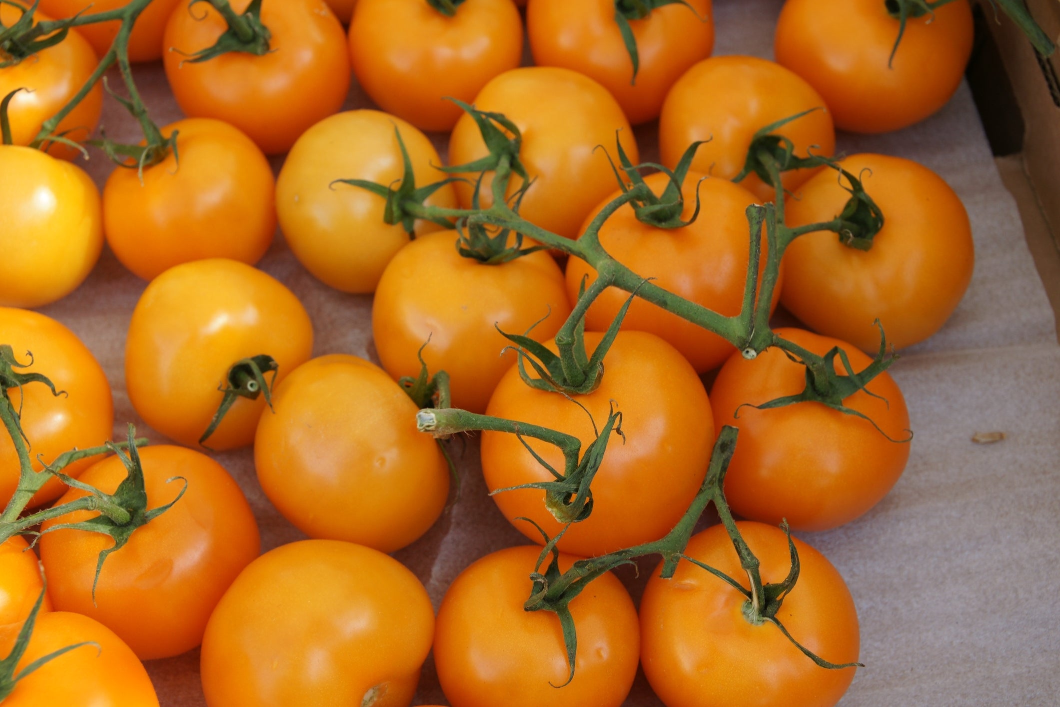 Tomato Golden Crown Seeds – Justseed