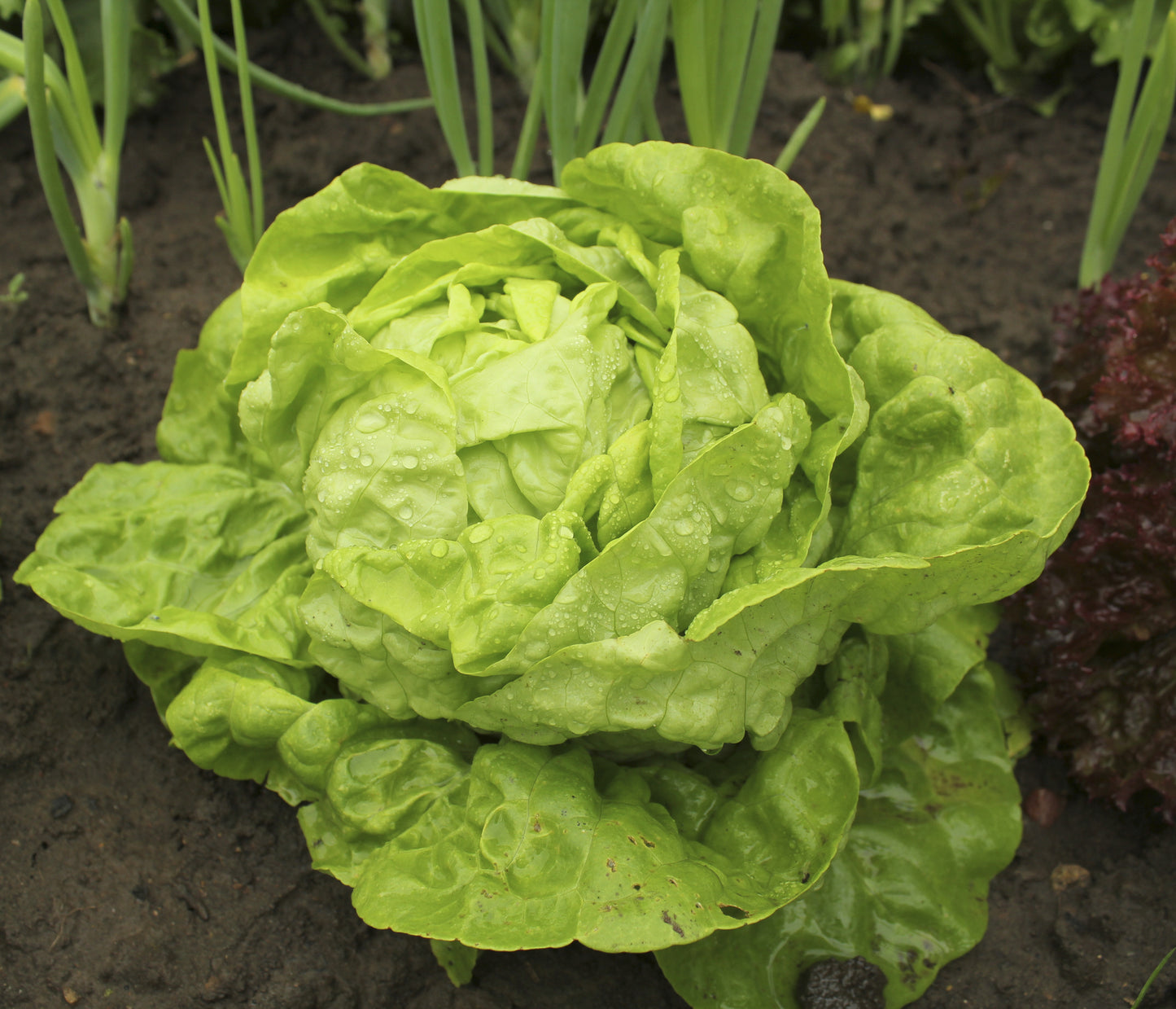 Lettuce All Year Round Seeds