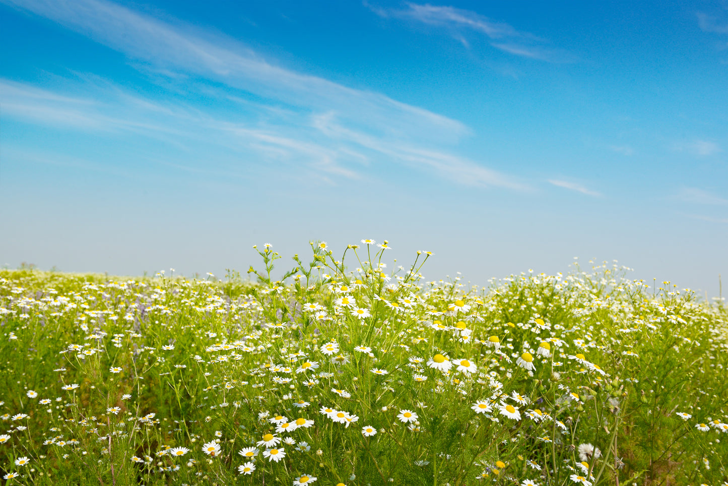 Chamomile Lawn Seeds - Roman Chamomile - Ground Cover Herb