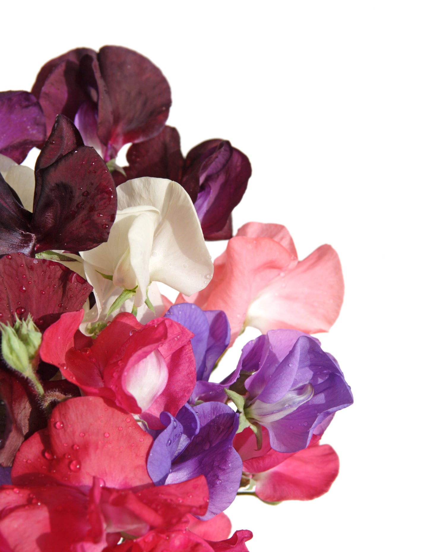 Sweet Pea Little Sweetheart Mix Seeds