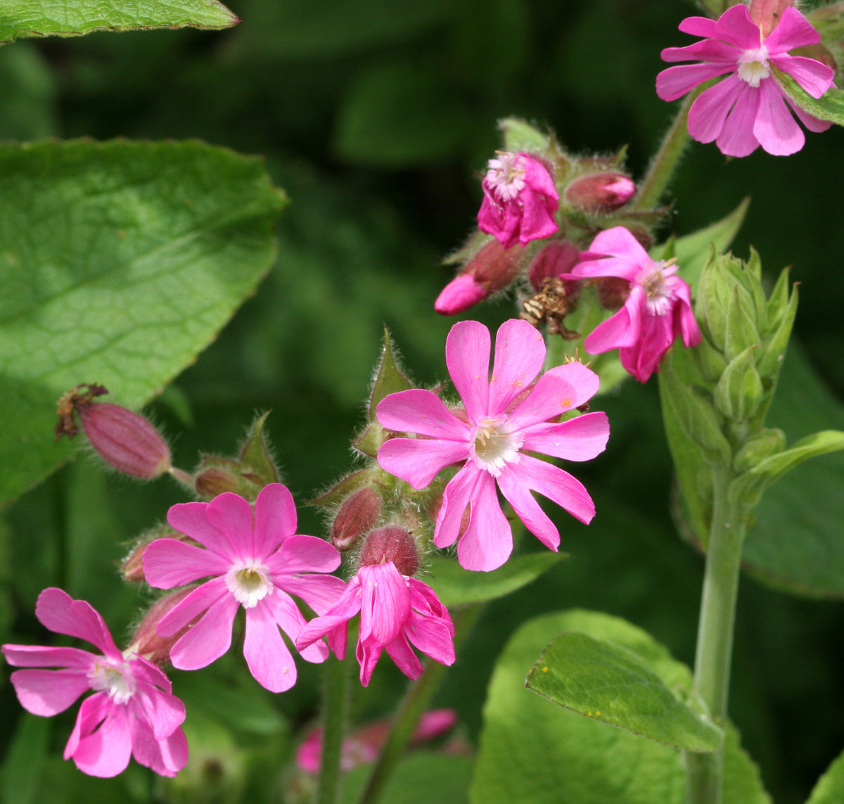 Wild Flower Red Campion Silene Dioica Seeds