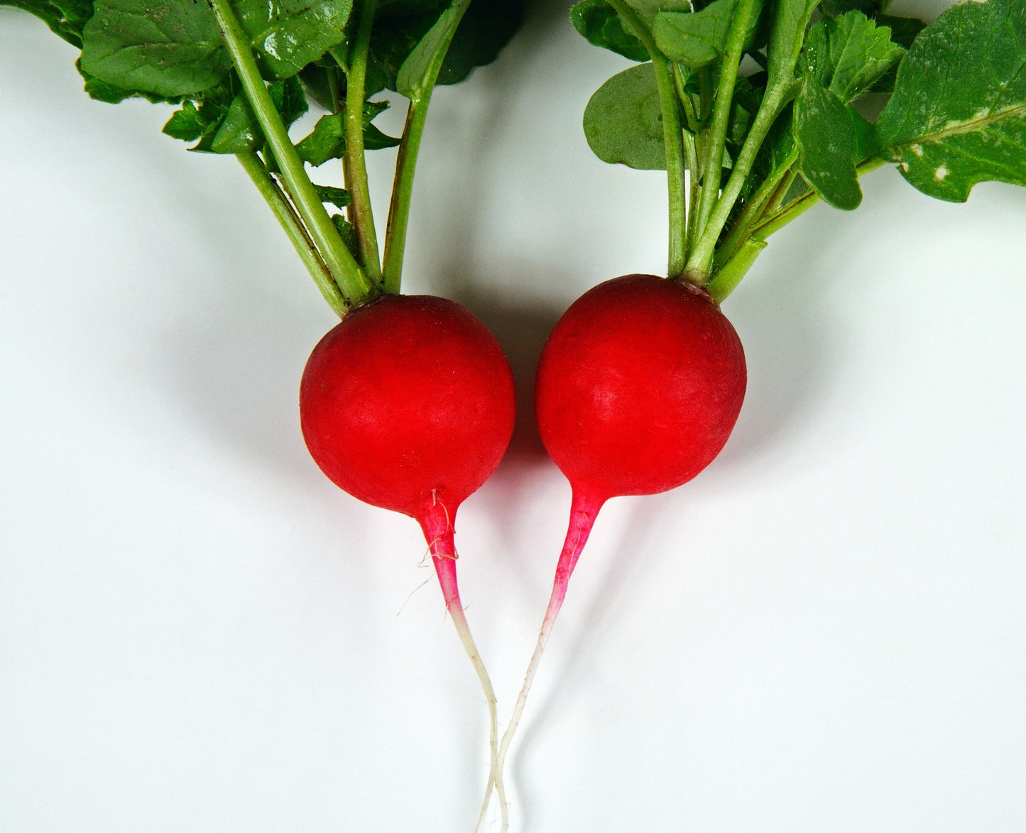 Organic Radish Saxa Seeds