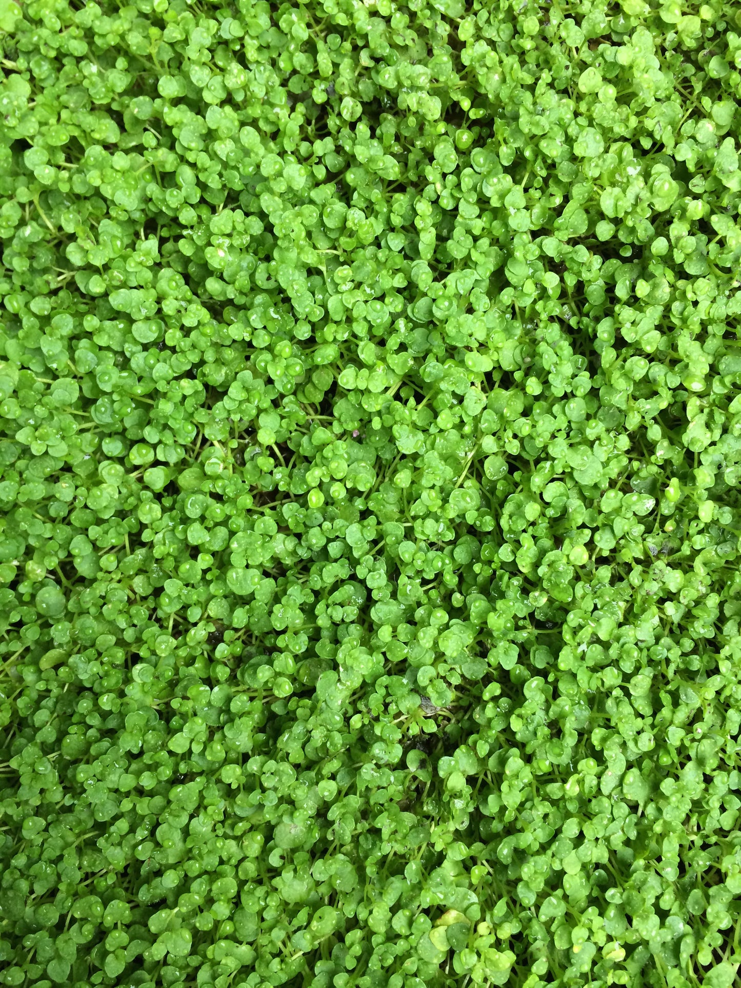 Mentha requienii Corsican Mint Seeds