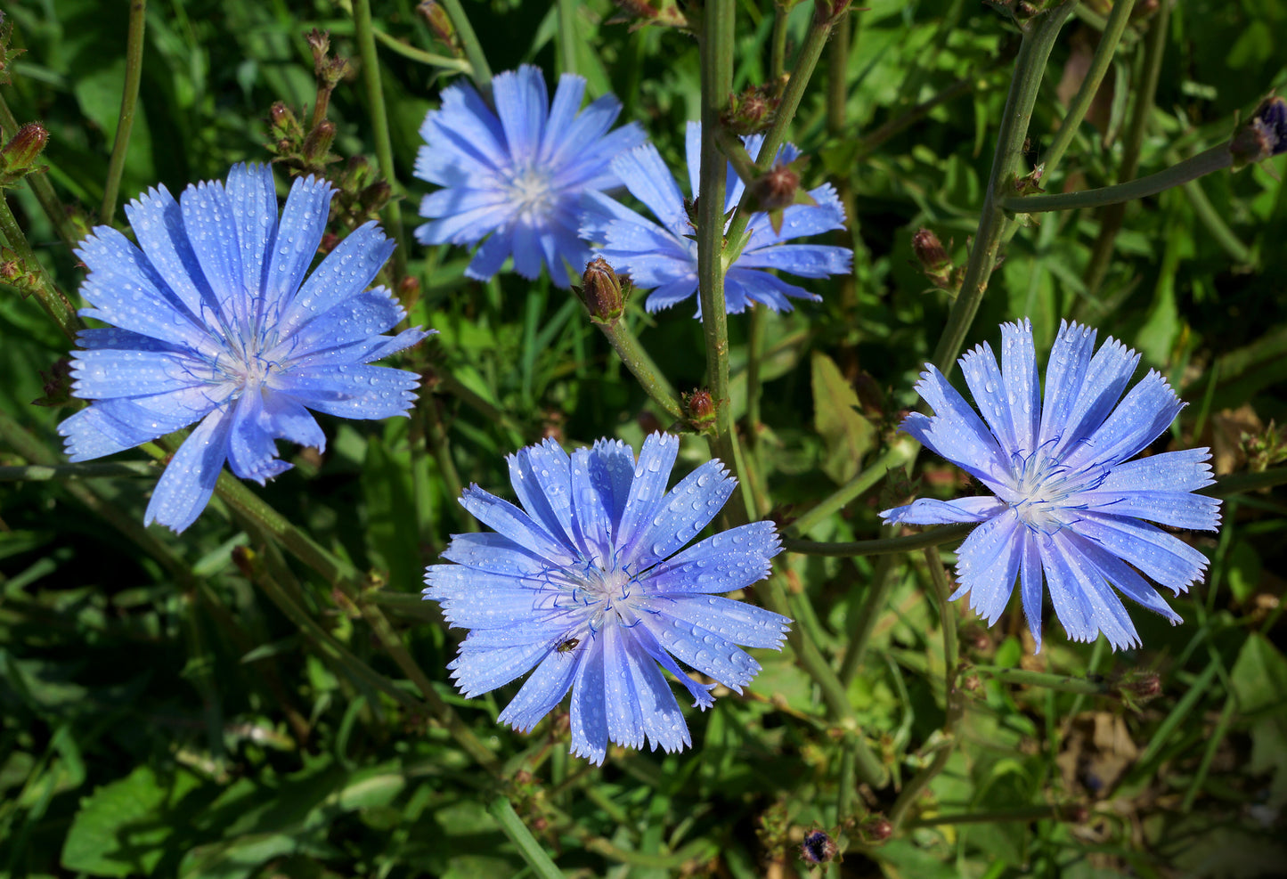 Wild Flower Chicory Cichorium Intybus Seeds