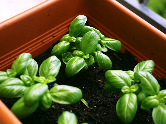 Organic Basil Classic Italian Seeds
