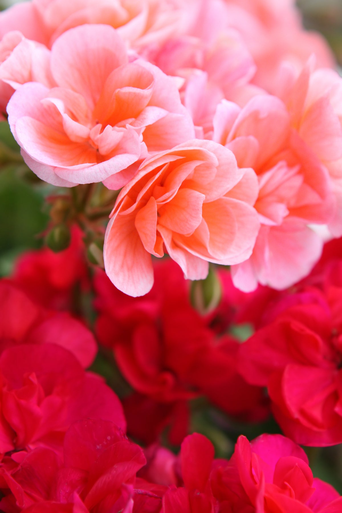 Begonia Nonstop Mixed F1 Hybrid Seeds