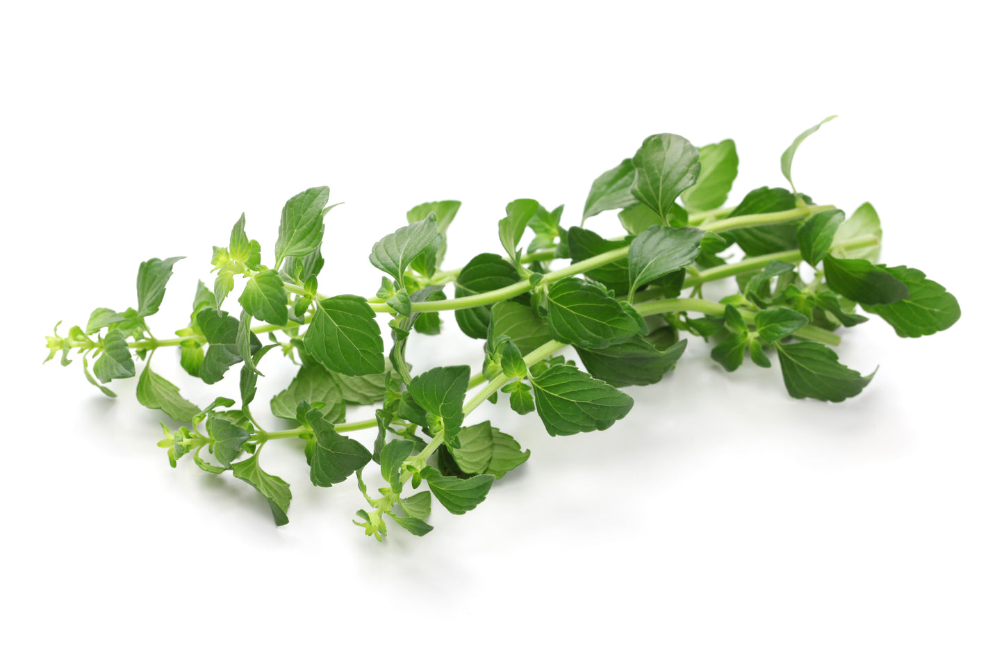 Lesser Calamint Calamintha nepeta Seeds