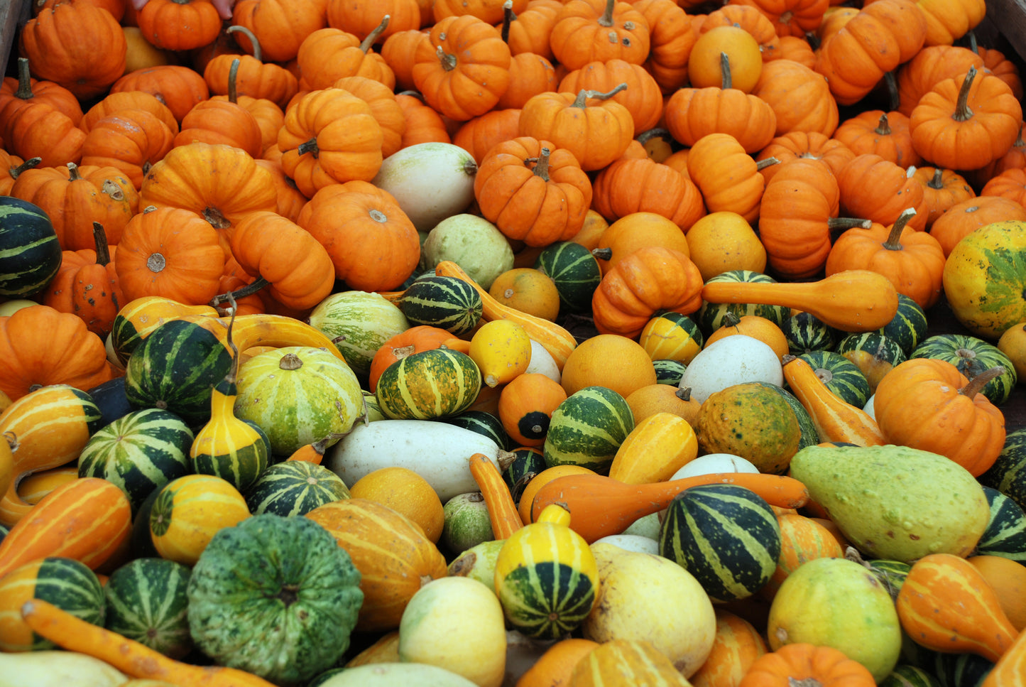 Ornamental Gourd Small Fruited Seeds