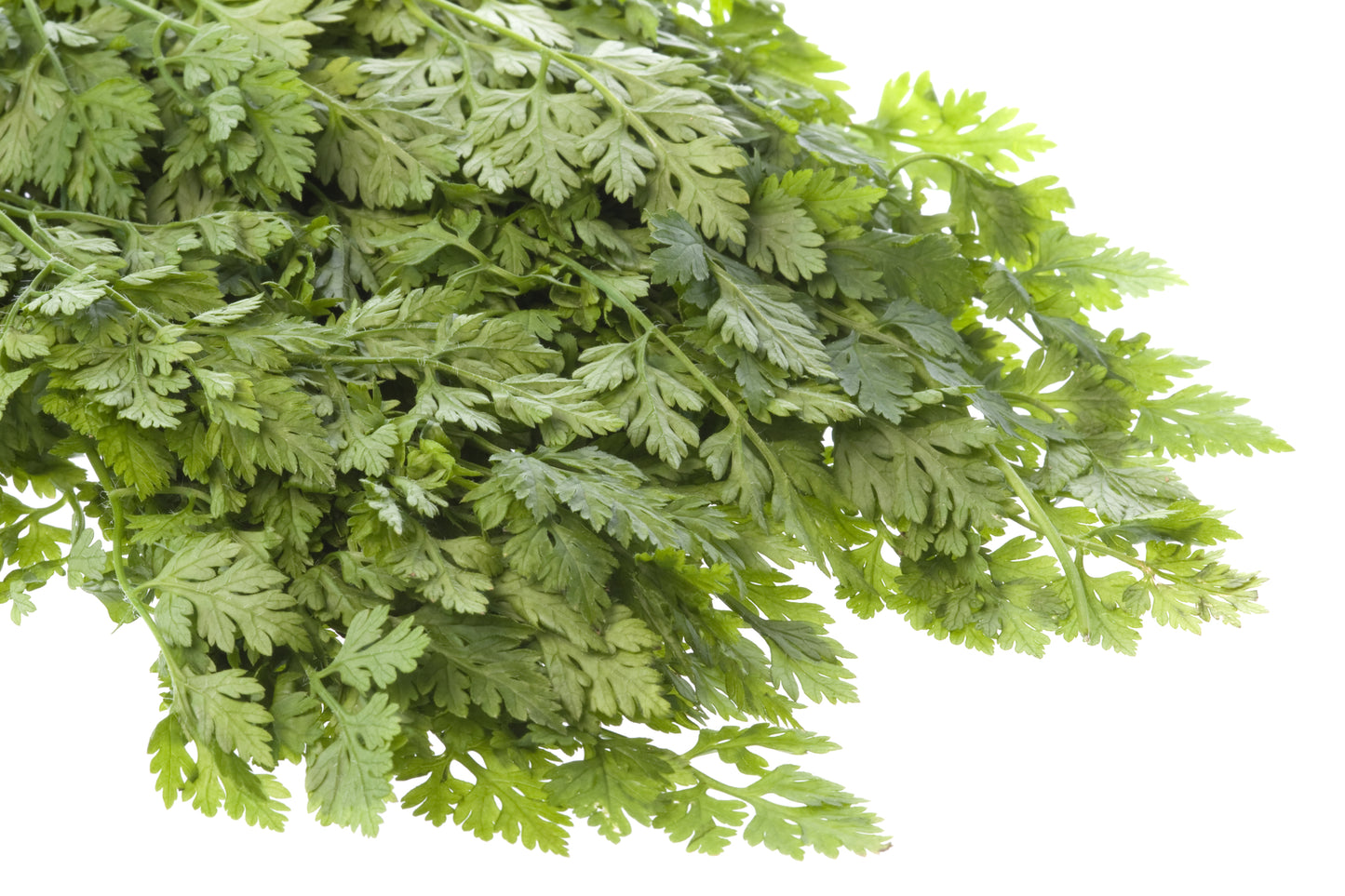 Organic Herb Chervil Curled Seeds