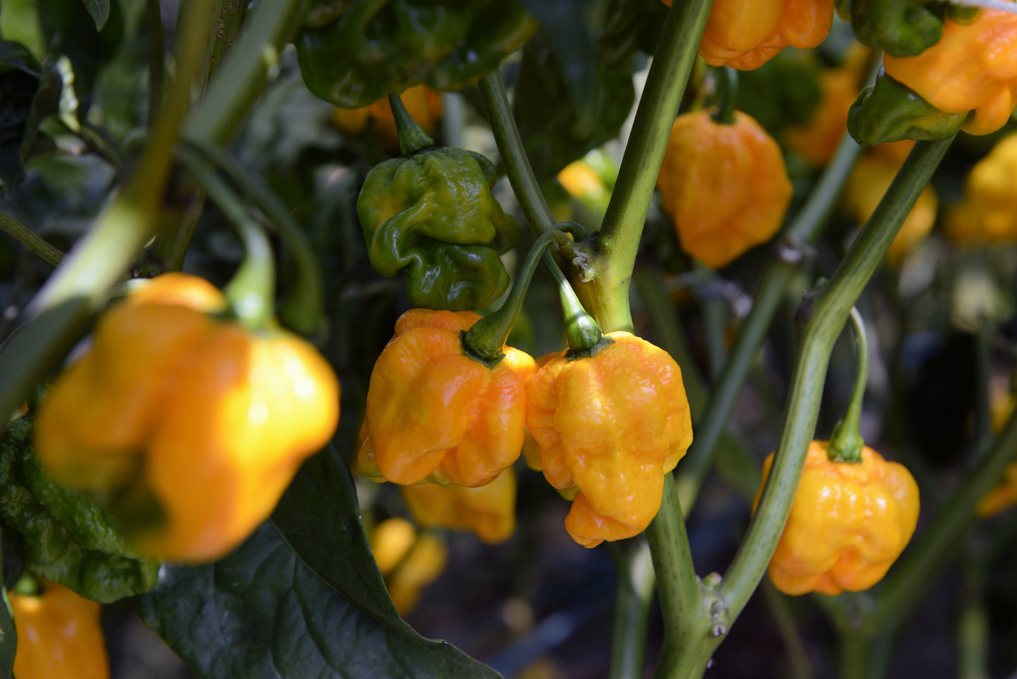 Pepper (Chilli) Scotch Bonnet Yellow Seeds