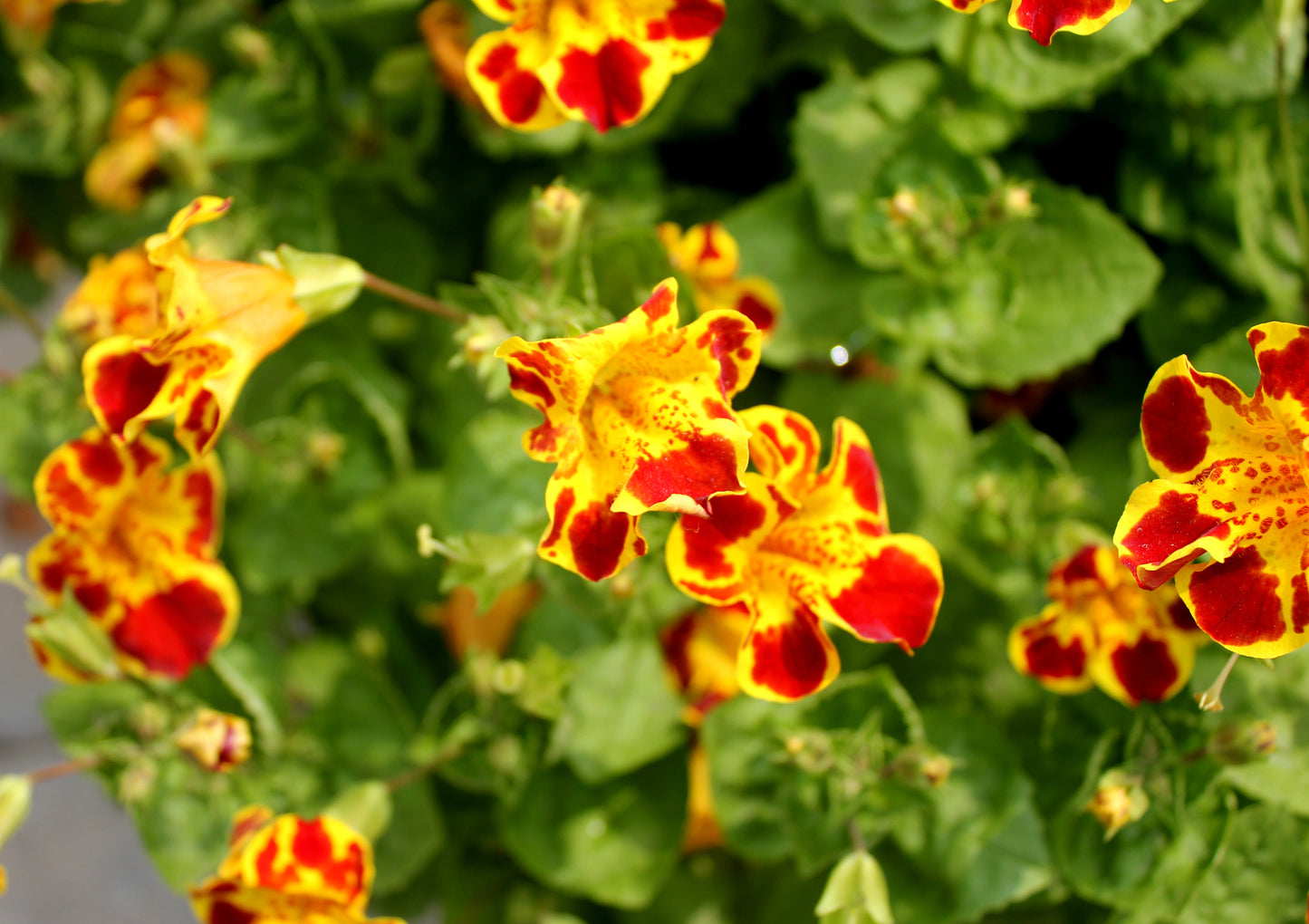 Mimulus tigrinus Mixed Seeds