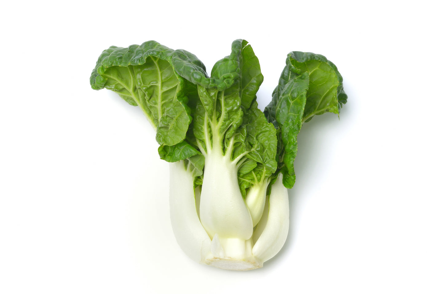 Pak Choi Dwarf Canton White Seeds