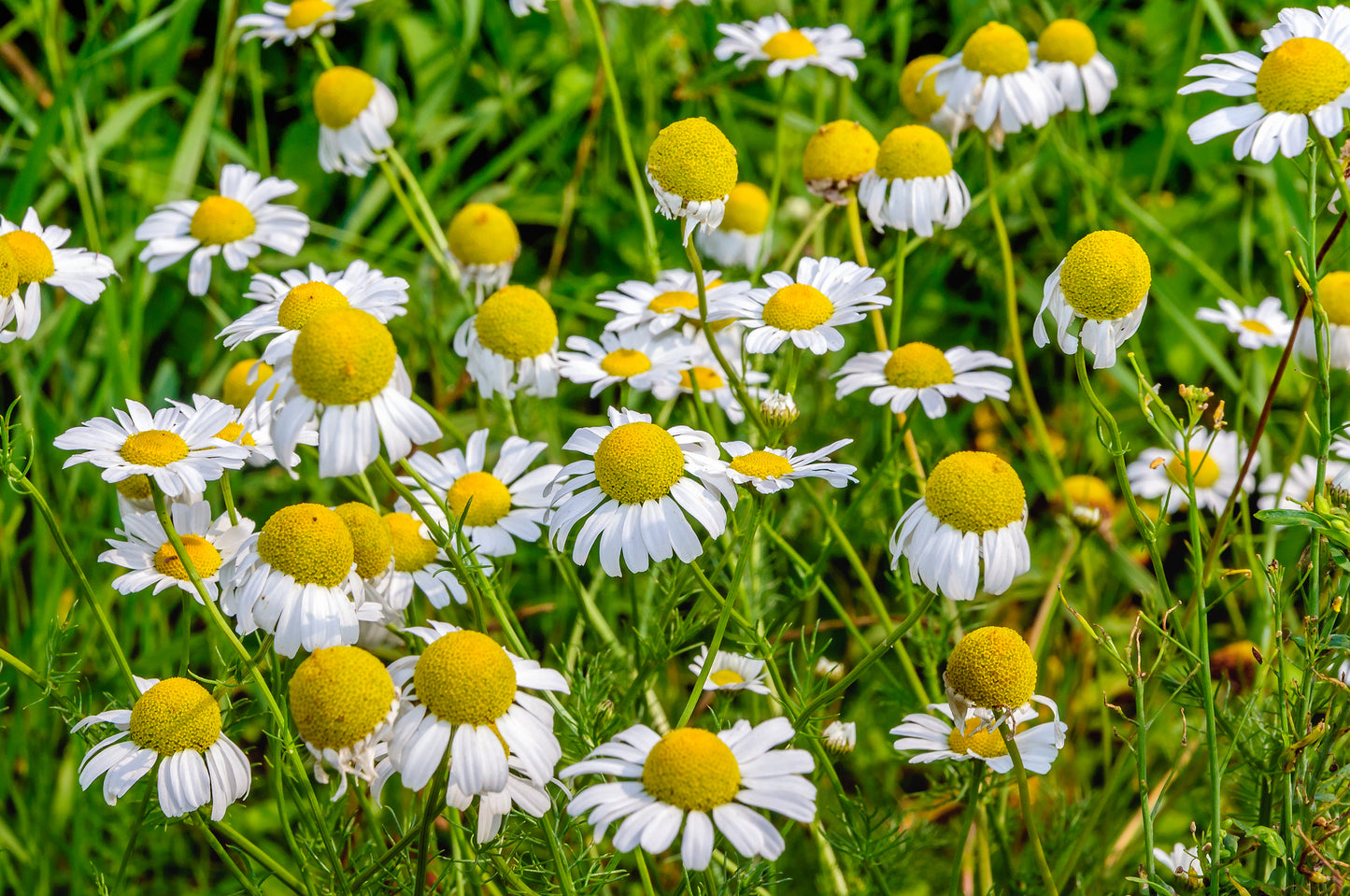 Kings Seeds Wild Chamomile 400 Seeds