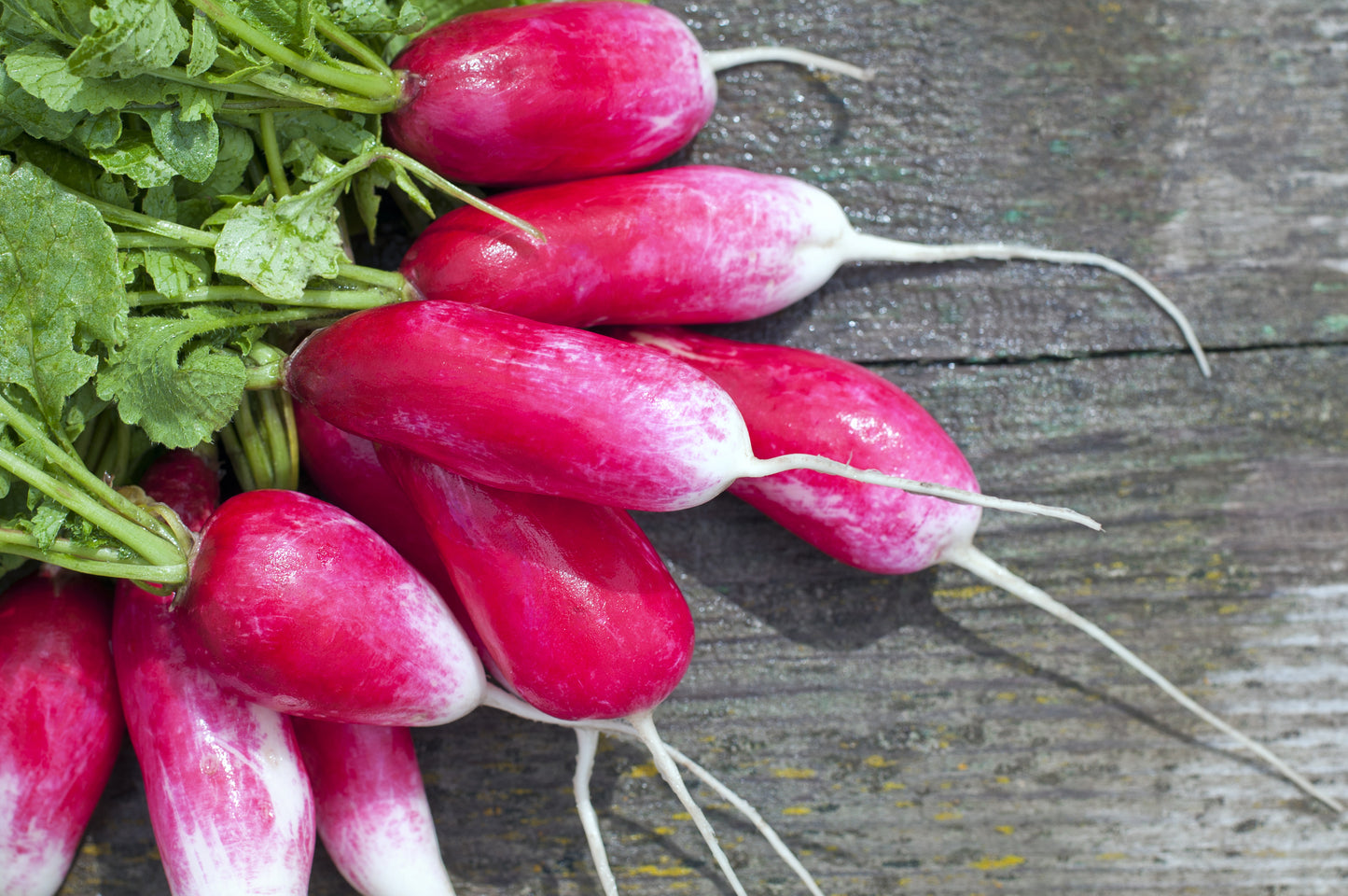Radish French Breakfast 3 - Seeds