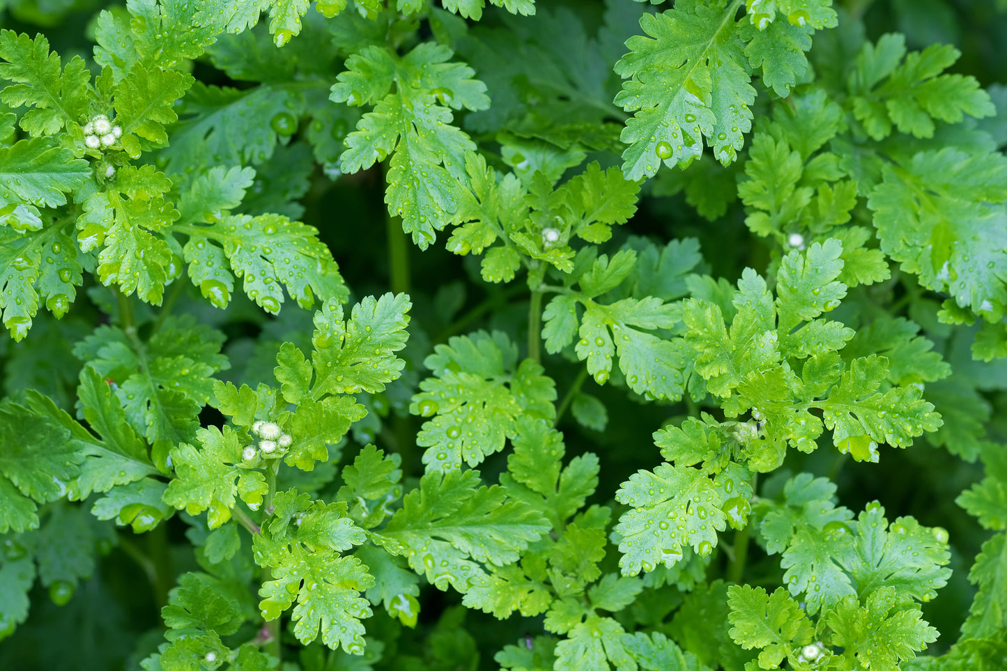 Green Feverfew Seeds