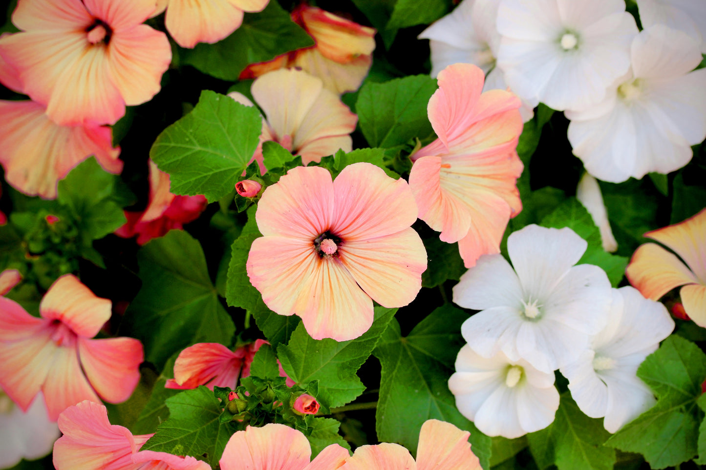 Lavatera Trimestris Beauty Mixed Seeds