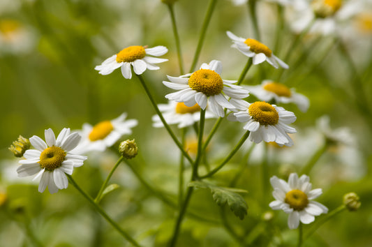 Green Feverfew Seeds