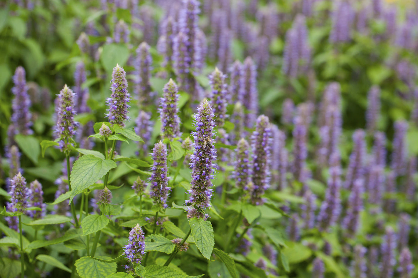 Suffolk Herbs Hyssop 350 Seeds