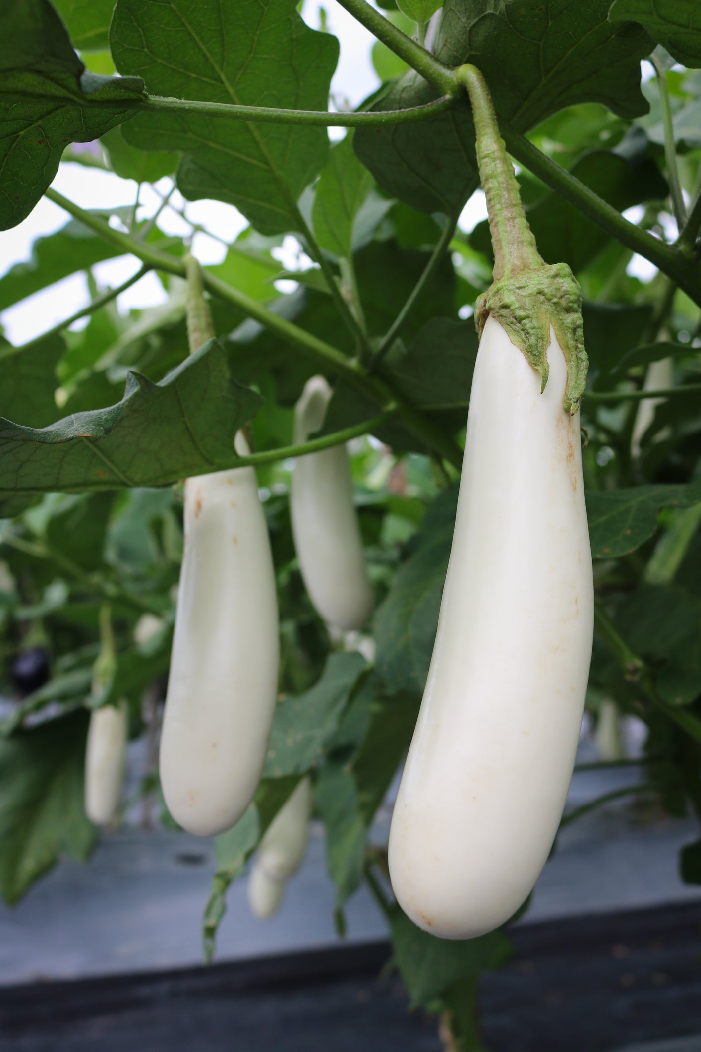 Aubergine Dwarf Wand Ivory Seeds - Compact, High Yielding Variety