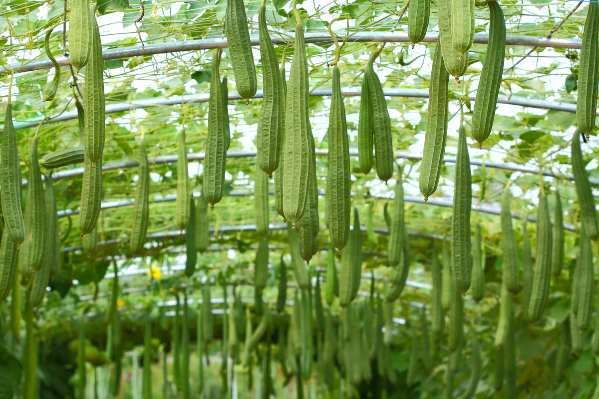 Loofah Seeds