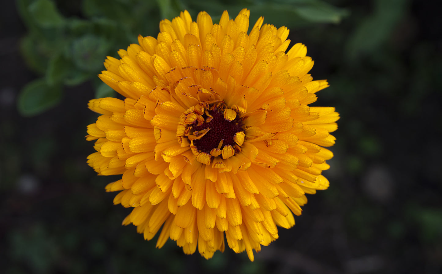Calendula Bulls Eye Seeds - Pom-Pom Flowers