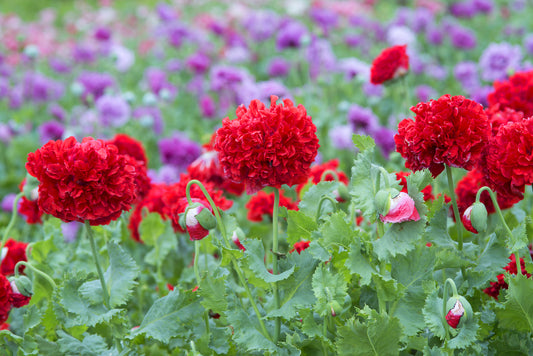 Poppy Papaver Double Somniferum Seeds