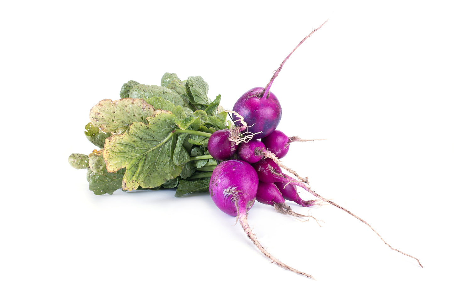 Radish Malaga Violet Seeds