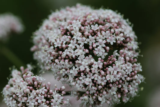 Wild Flower Common Valerian – Valeriana officinalis Seeds