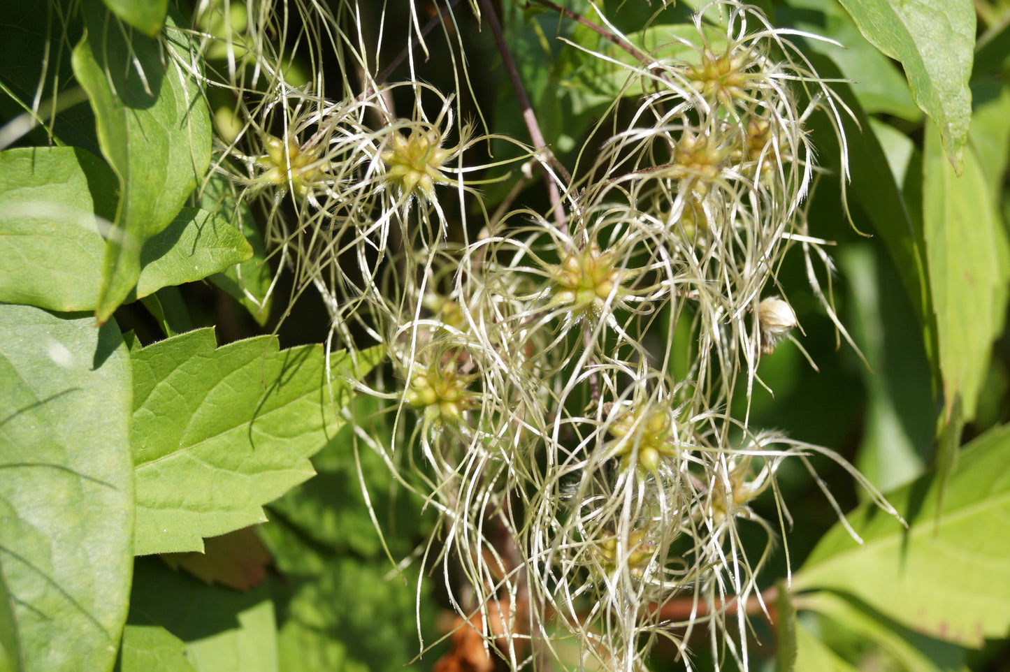Wild Flower Old Man's Beard Clematis vitalba Seeds