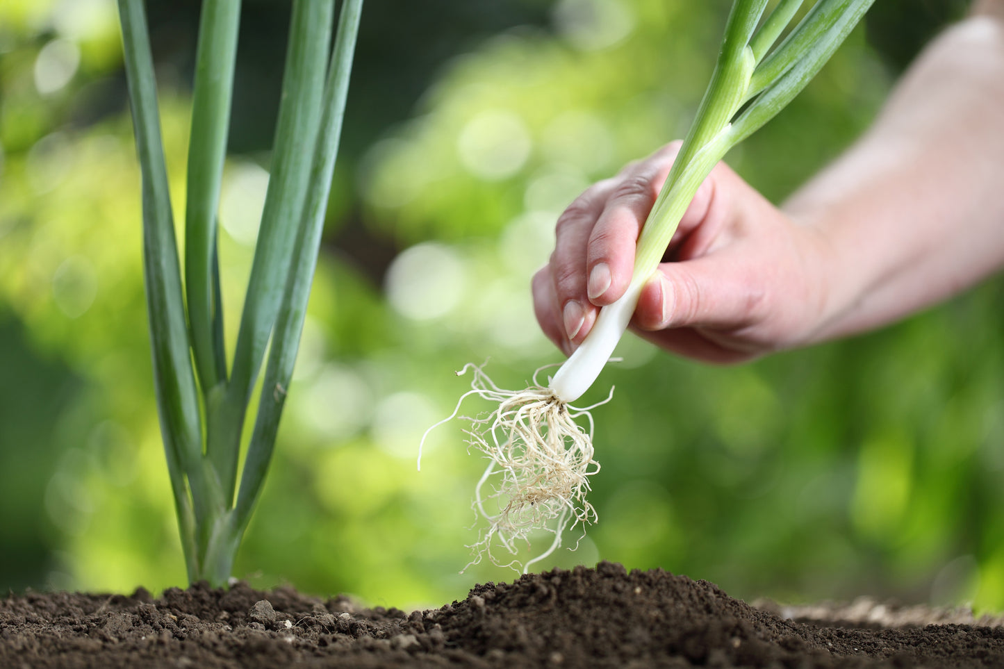 Spring Onion White Lisbon Seeds