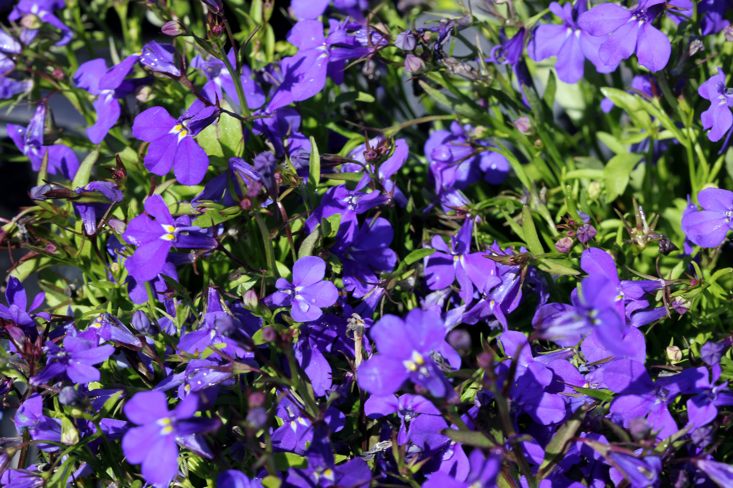 Lobelia Bedding Crystal Palace Seeds