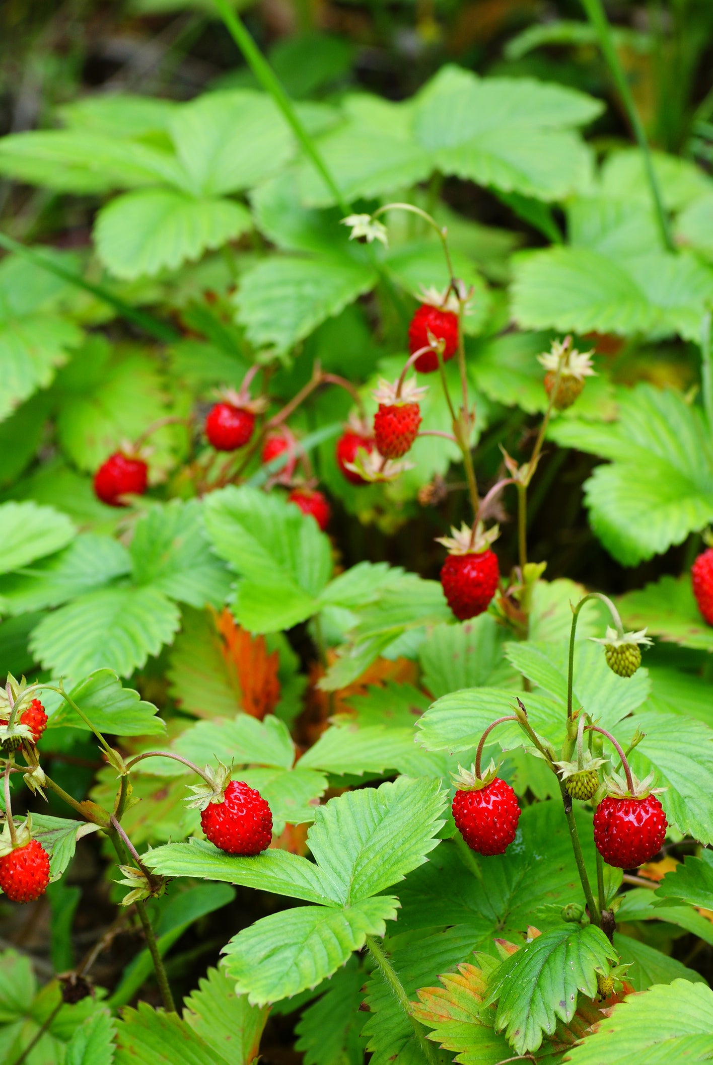 growing wild strawberries from seed Wild Strawberry Fragaria vesca Seeds – JustSeed