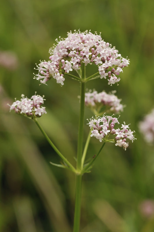 Wild Flower Common Valerian Valeriana officinalis Seeds