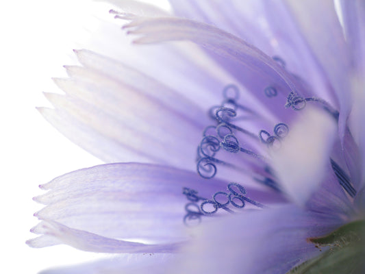 Wild Flower Chicory Cichorium Intybus Seeds