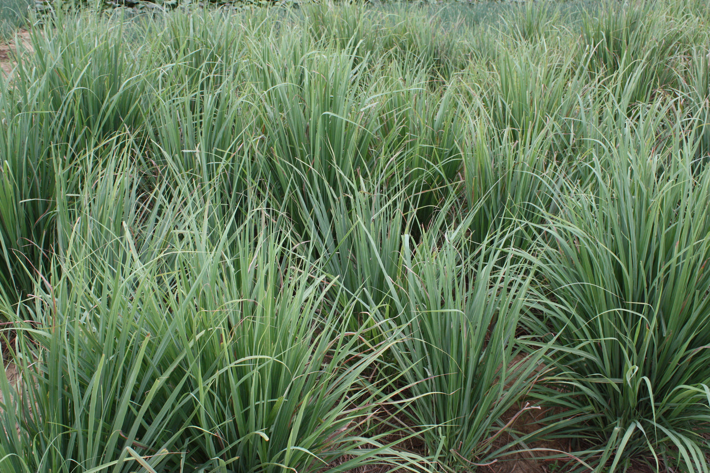 Lemon Grass Seeds - Cymbopogon flexuosus