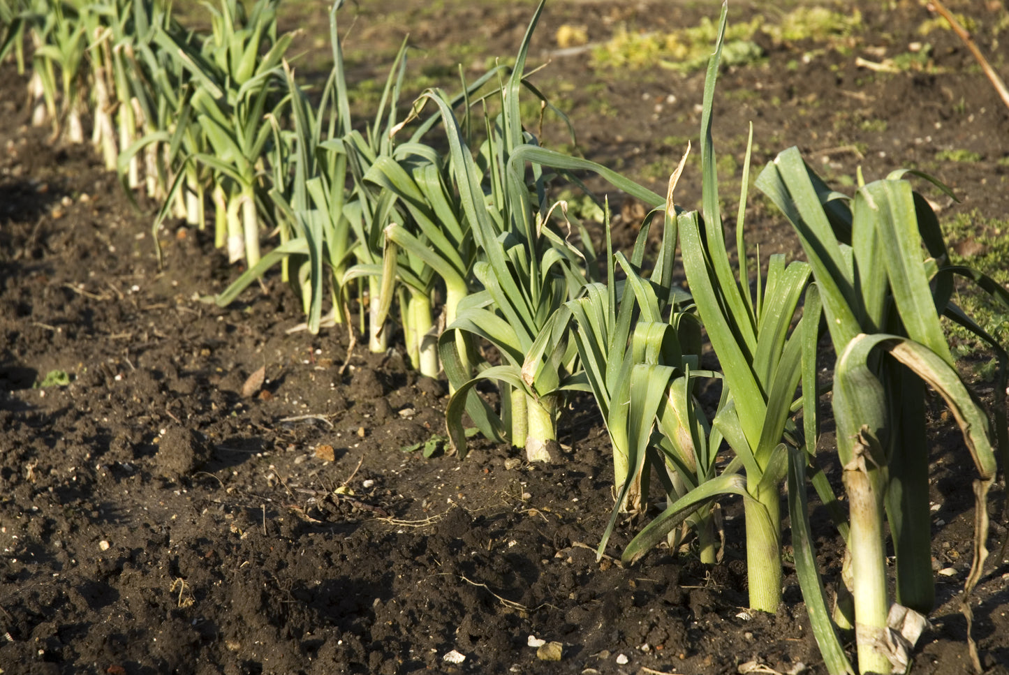 Leek Giant Winter Seeds
