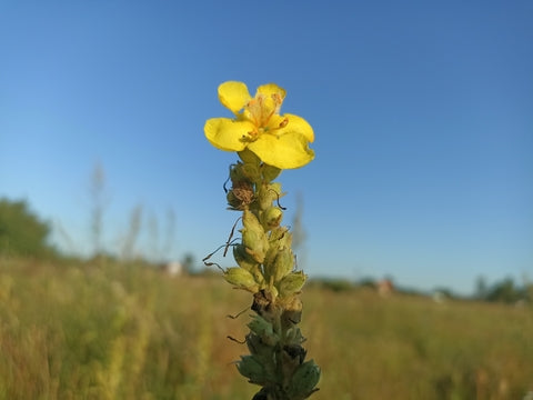 Greater Mullein Verbascum thapsus Seeds